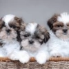 Unveiling the Secrets Behind Teacup Shih Tzu Pricing: Factors, Tips, and Advice