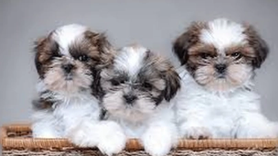 Unveiling the Secrets Behind Teacup Shih Tzu Pricing