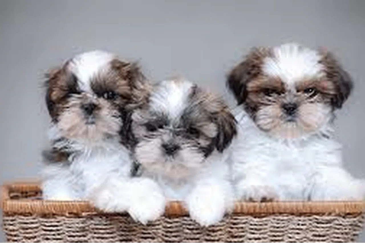 Unveiling the Secrets Behind Teacup Shih Tzu Pricing